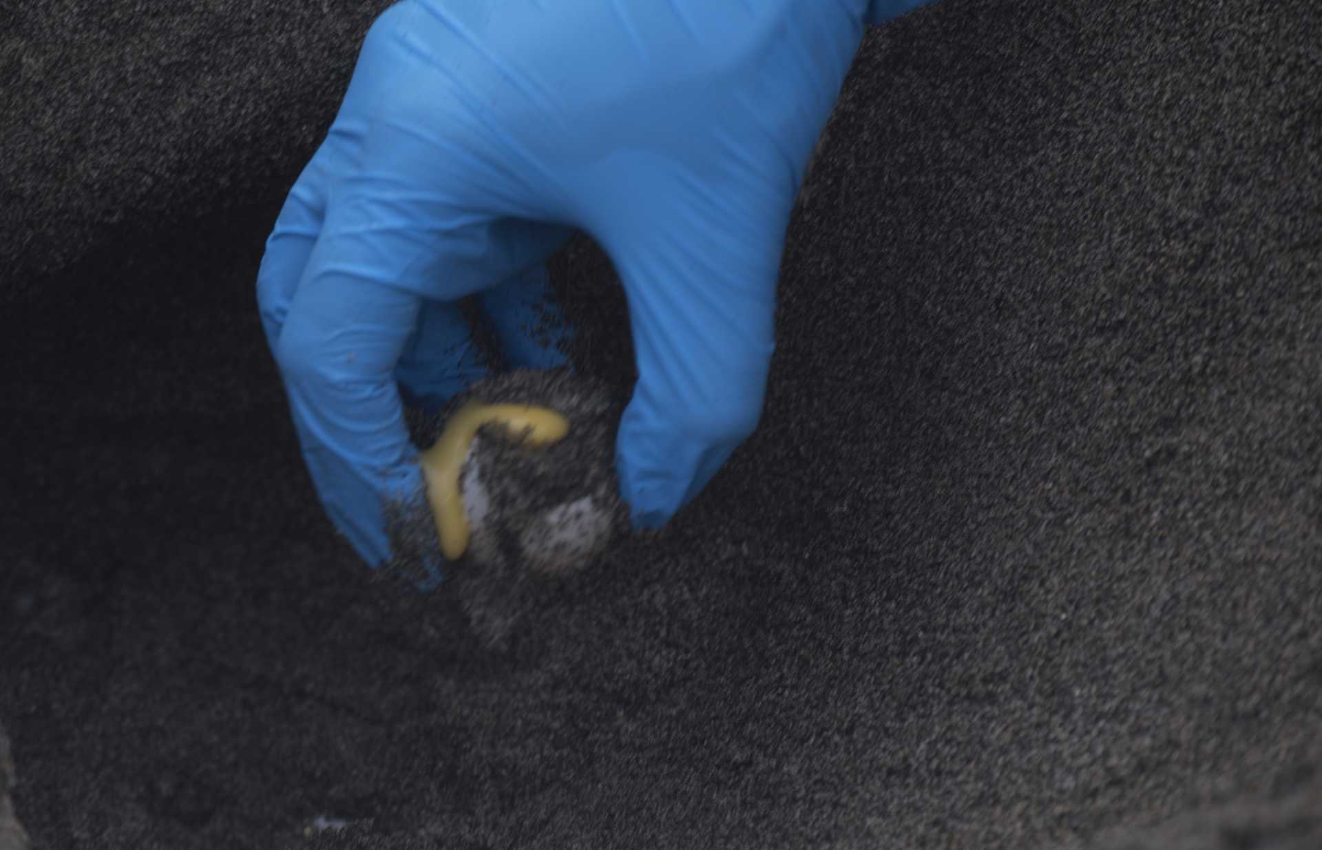 Una tartaruga marina deposita le sue uova a Ostia